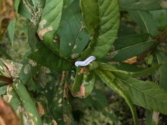 Monostegia abdominalis