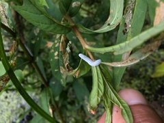 Monostegia abdominalis