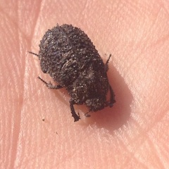 Trogidae