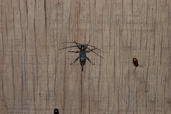 Graphisurus fasciatus