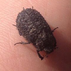Trogidae