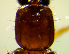 Bisnius siegwaldii