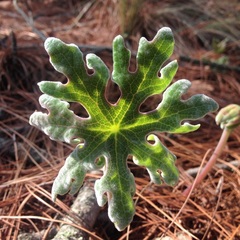 Psacalium peltatum