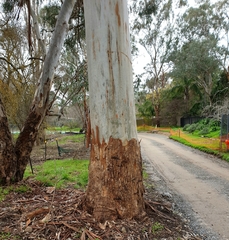 Eucalyptus saligna
