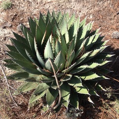 Agave horrida