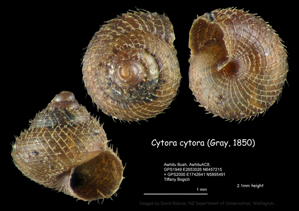Cytora cytora