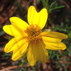 Tagetes linifolia