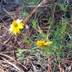 Tagetes linifolia