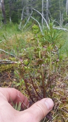 Pedicularis parviflora