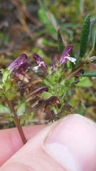 Pedicularis parviflora
