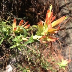 Castilleja auriculata