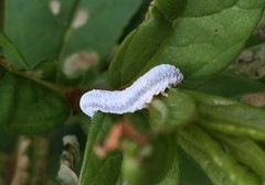 Monostegia abdominalis