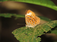 Taxila haquinus