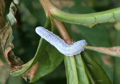 Monostegia abdominalis