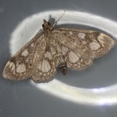 Anania coronata