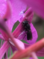 Hylaeus