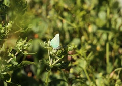 Callophrys affinis