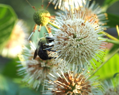 Bombus griseocollis