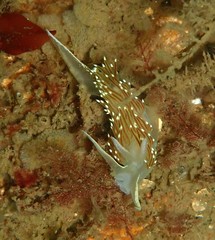 Apata pricei