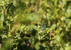 Callophrys affinis
