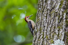 Melanerpes carolinus