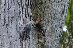 Melanerpes carolinus
