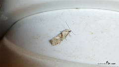 Cochylidia heydeniana