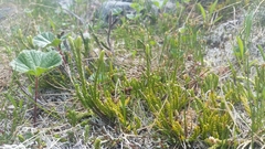 Diphasiastrum sitchense