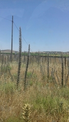 Echium glomeratum