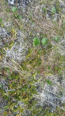 Diphasiastrum sitchense