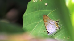 Hypolycaena thecloides