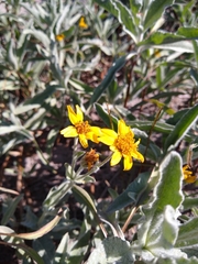 Arnica chamissonis