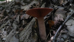 Lactifluus