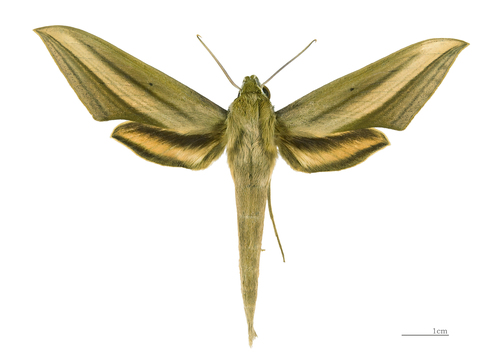 Xylophanes loelia
