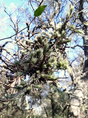 Tillandsia tricholepis