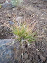 Danthonia unispicata