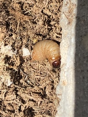 Scyphophorus yuccae