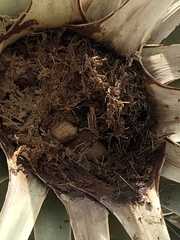 Scyphophorus yuccae