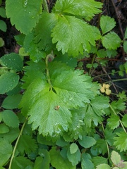 Drymocallis convallaria