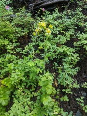 Drymocallis convallaria