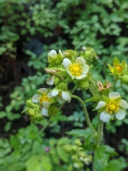 Drymocallis convallaria