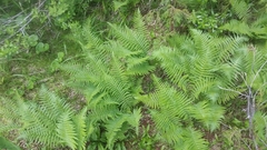 Oreopteris quelpartensis