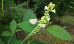 Zizula hylax pygmaea