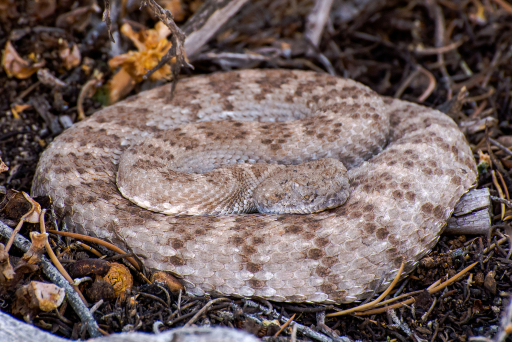 Panamint Rattlesnake
