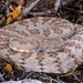 Panamint Rattlesnake - Photo (c) Dominic Gentilcore, some rights reserved (CC BY), uploaded by Dominic Gentilcore