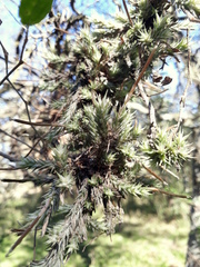 Tillandsia tricholepis