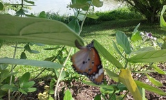Danaus chrysippus chrysippus