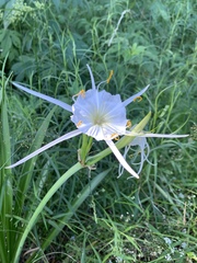 Hymenocallis liriosme