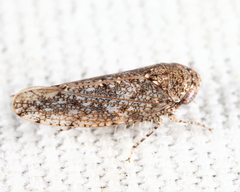 Paraphlepsius irroratus