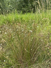 Juncus effusus effusus